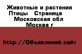 Животные и растения Птицы - Страница 4 . Московская обл.,Москва г.